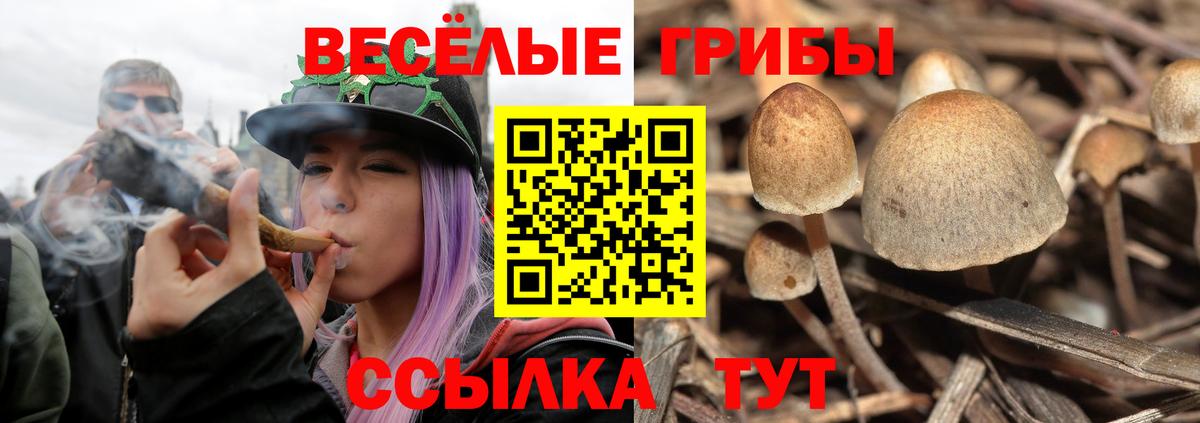 Псилоцибиновые грибы прущие грибы Новокуйбышевск